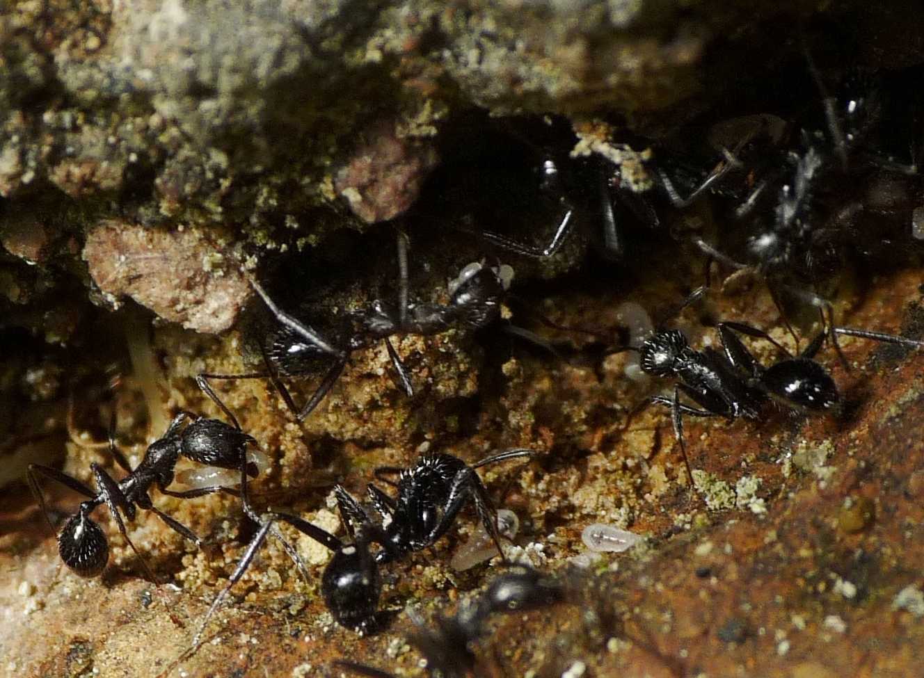 Battaglia tra formiche Crematogaster e Aphaenogaster